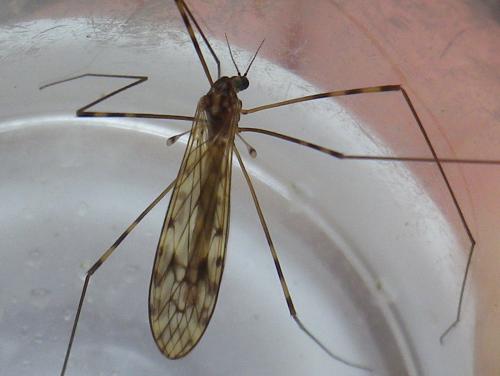 Réf. 164 844 : Limonia nubeculosa