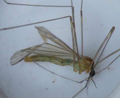 Limonia trivittata