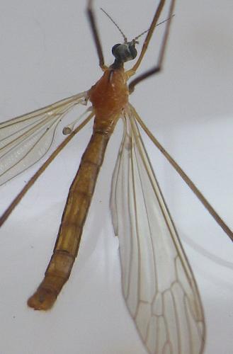 Phylidorea fulvonervosa