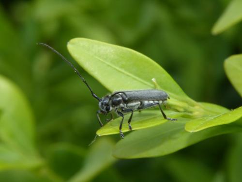 Réf. 164 746 : Stenostola ferrea