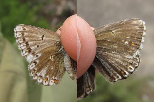 Réf. 164 074 : Polyommatus sp.