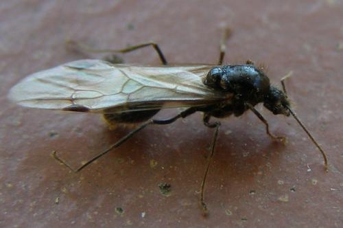 Messor barbarus