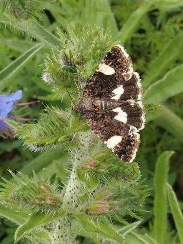 Tyta luctuosa