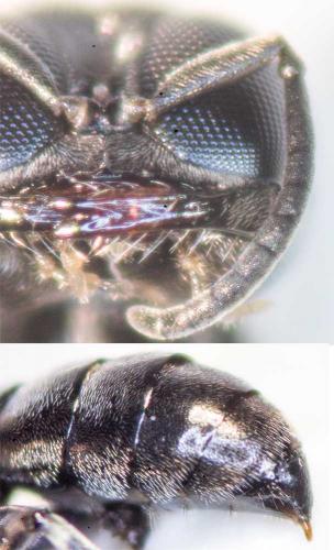 Réf. 164 313 : Crossocerus sp.