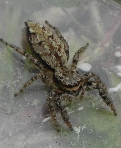 Marpissa muscosa