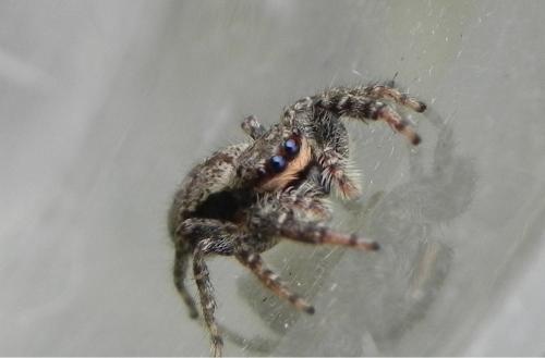 Marpissa muscosa