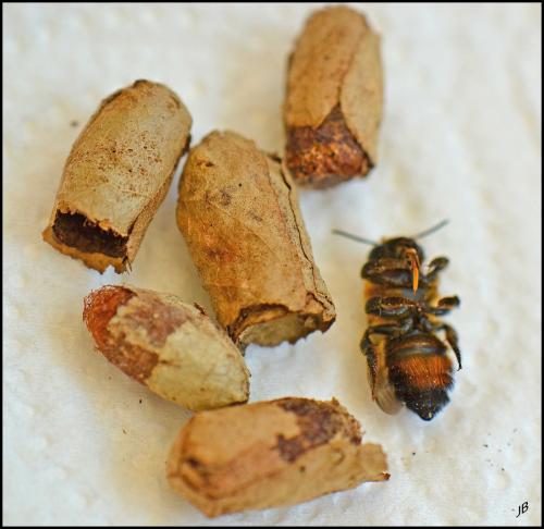 Megachile sp.