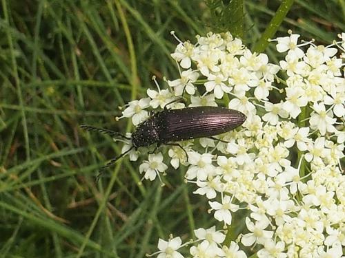 Ctenicera pectinicornis