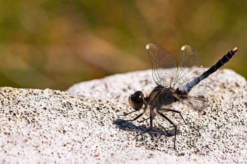 Réf. 164 496 : Leucorrhinia caudalis
