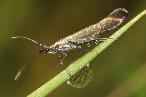 Coleophora deauratella