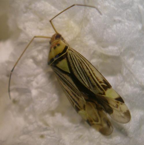 Rhabdomiris striatellus
