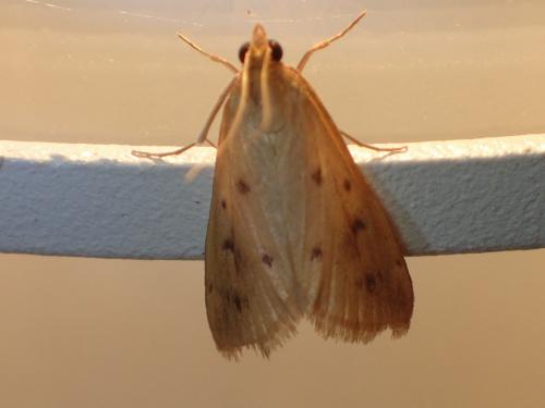 Achyra nudalis