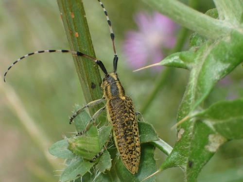 Agapanthia dahlii malmerendi