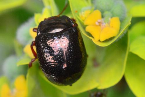 Réf. 164 280 : Chrysolina bankii