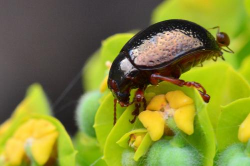 Réf. 164 375 : Chrysolina bankii