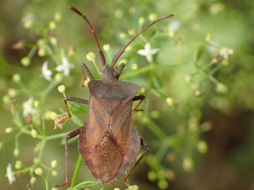 Réf. 164 735 : Coreus marginatus