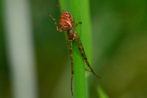 Metellina sp.