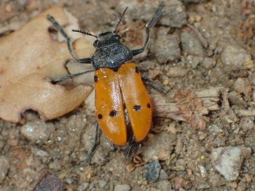 Réf. 164 283 : Lachnaia sp.