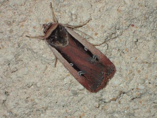 Ochropleura leucogaster