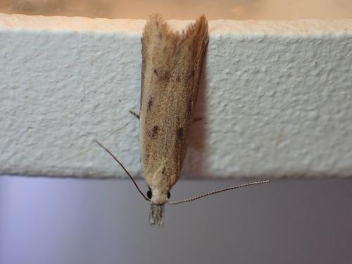 Mesophleps corsicella