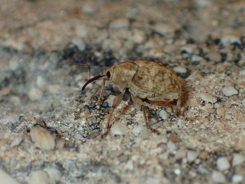 Curculio sp.