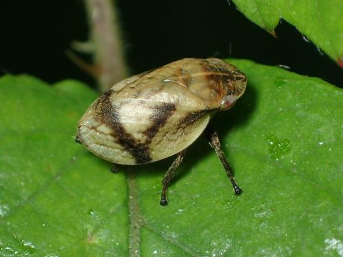 Lepyronia coleoptrata