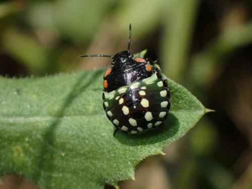 Nezara viridula