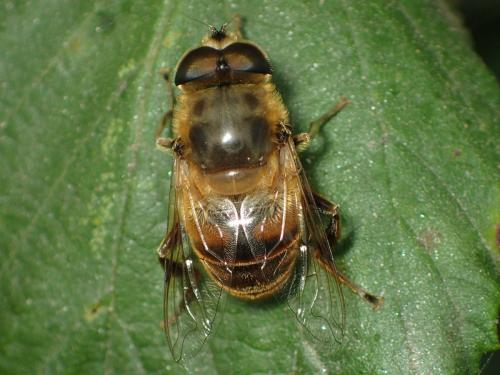 Eristalis tenax
