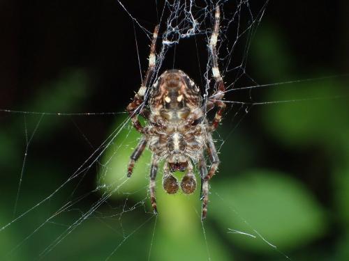 Araneus angulatus