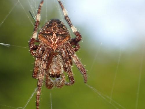 Araneus angulatus