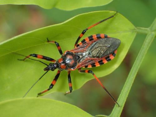 Réf. 164 530 : Rhynocoris sp.