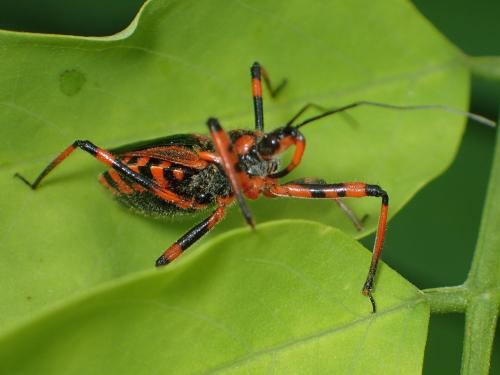 Réf. 164 461 : Rhynocoris sp.