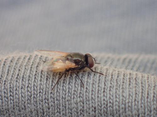 Réf. 164 901 : Musca osiris
