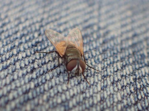 Musca osiris