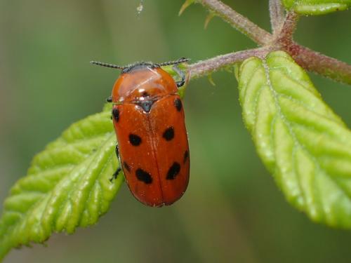 Réf. 164 293 : Tituboea biguttata
