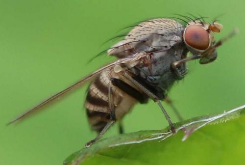 Réf. 164 524 : Minettia subvittata