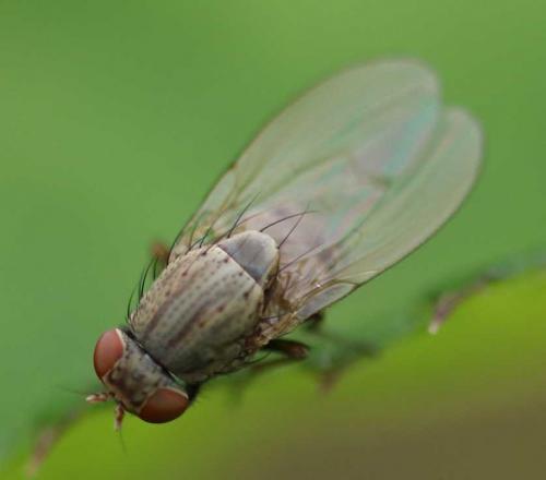 Réf. 164 535 : Minettia subvittata