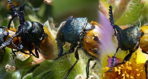 Réf. 164 070 : Labidostomis taxicornis