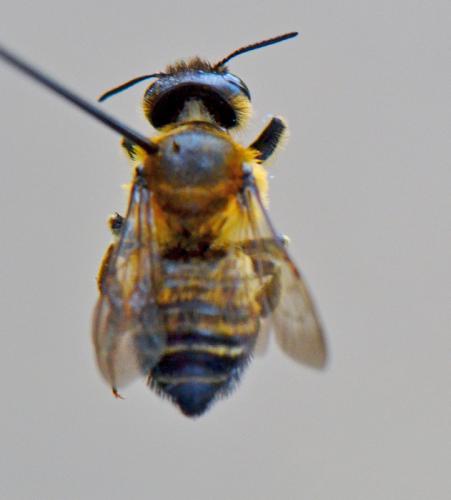 Megachile sp.