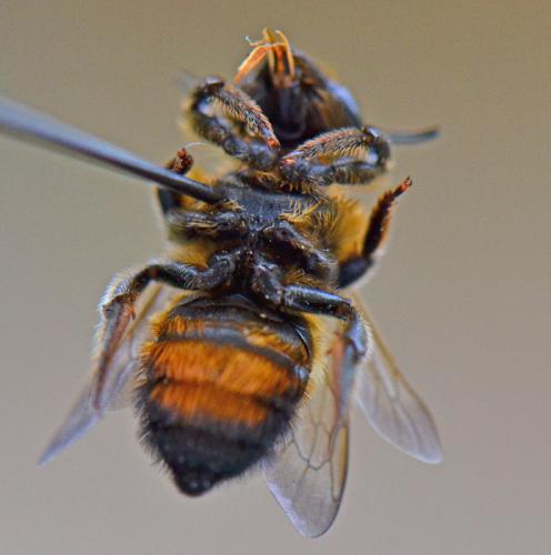Megachile sp.