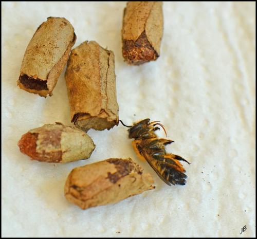 Megachile sp.