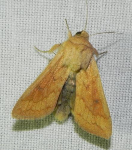 Mythimna vitellina