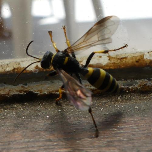 Gorytes planifrons