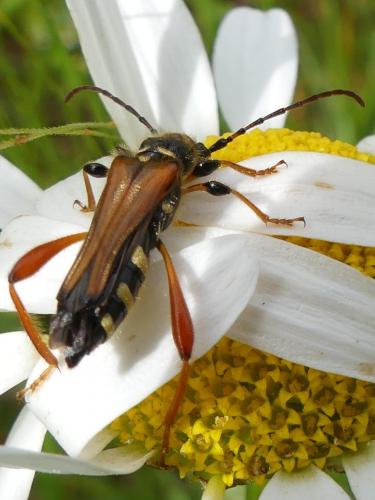 Stenopterus rufus
