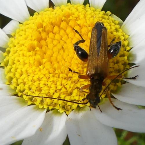 Oedemera podagrariae