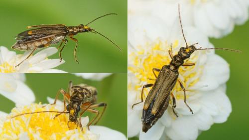 Oedemera barbara