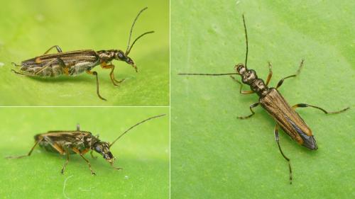 Oedemera barbara