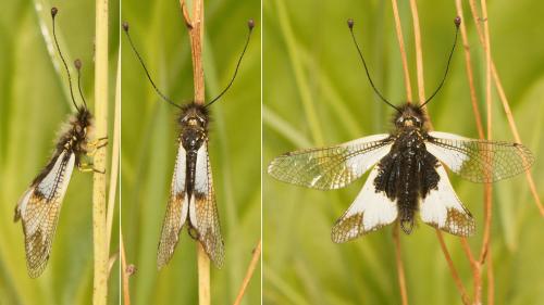 Libelloides lacteus
