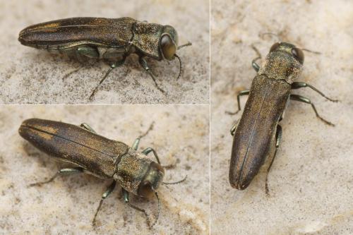 Réf. 164 167 : Agrilus sp.