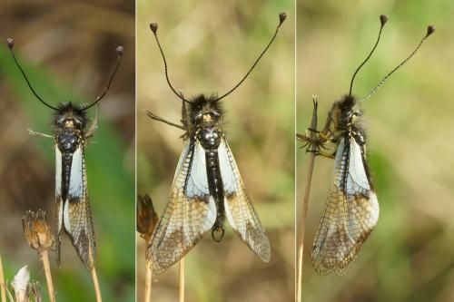 Libelloides lacteus